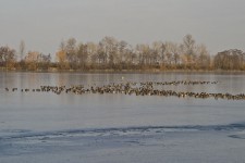 Eiszeit am Zülpicher See: Stockenten, Reiherenten und andere Wasservögel kuscheln jetzt gegen die Kälte. Bild: Günter Lessenich/NABU